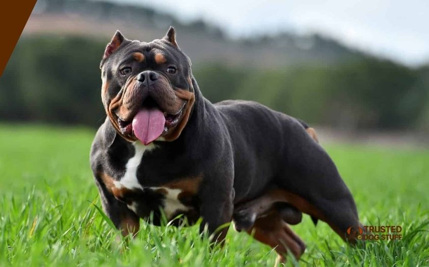best dog foods for bully pits