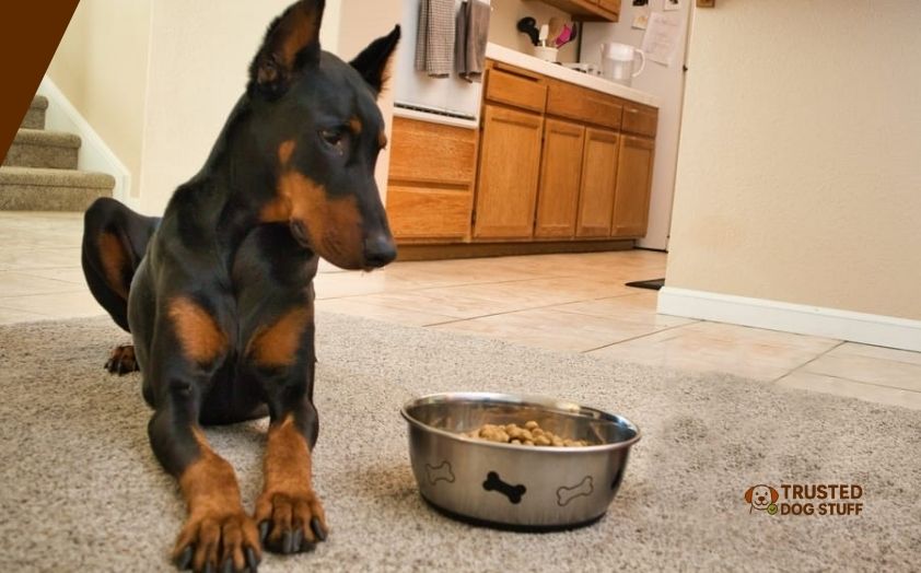 best dog foods for doberman pinscher Puppies