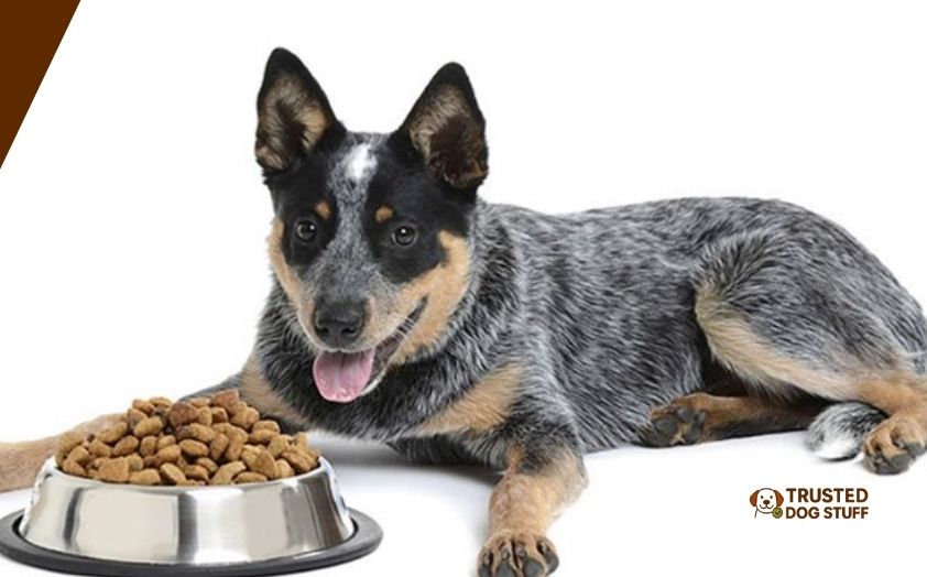 best dog foods for heelers