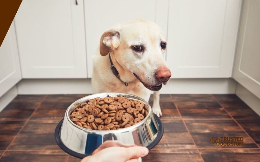 best dog foods for liver support