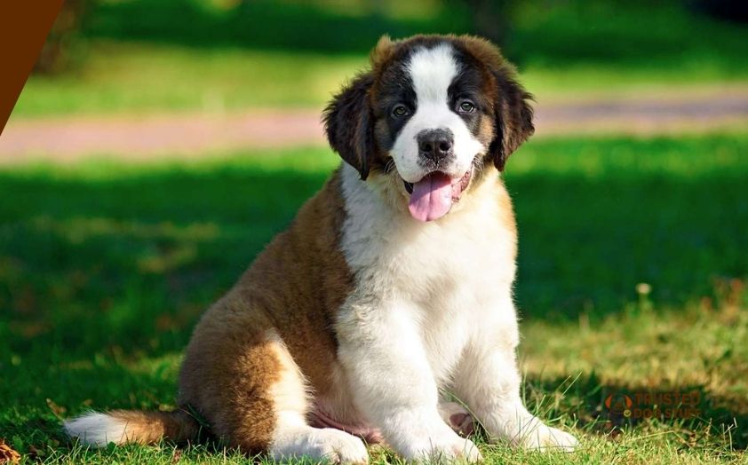 best dog foods for saint bernard puppies