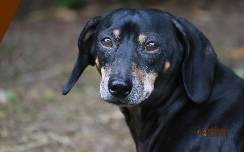 best dog foods for senior dachshunds