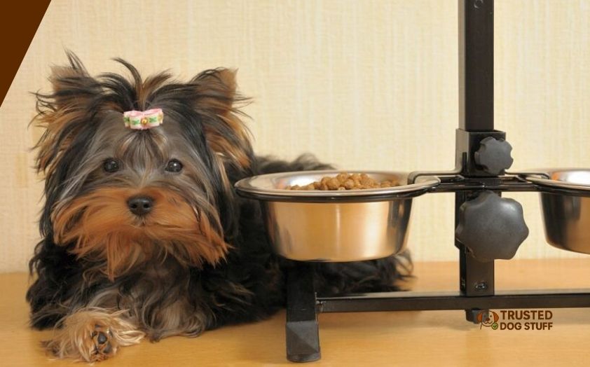 best dog foods for yorkie poos
