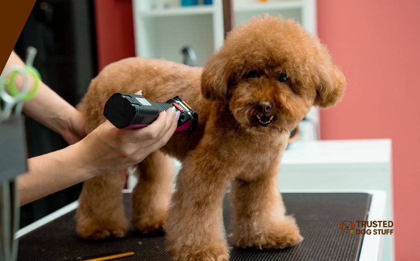 best dog grooming clippers for poodles