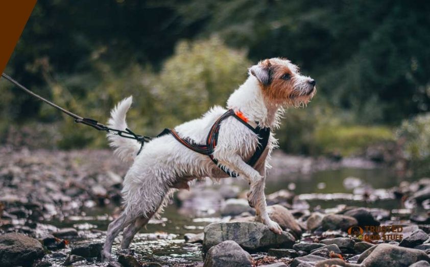 best dog harnesses for jack russell