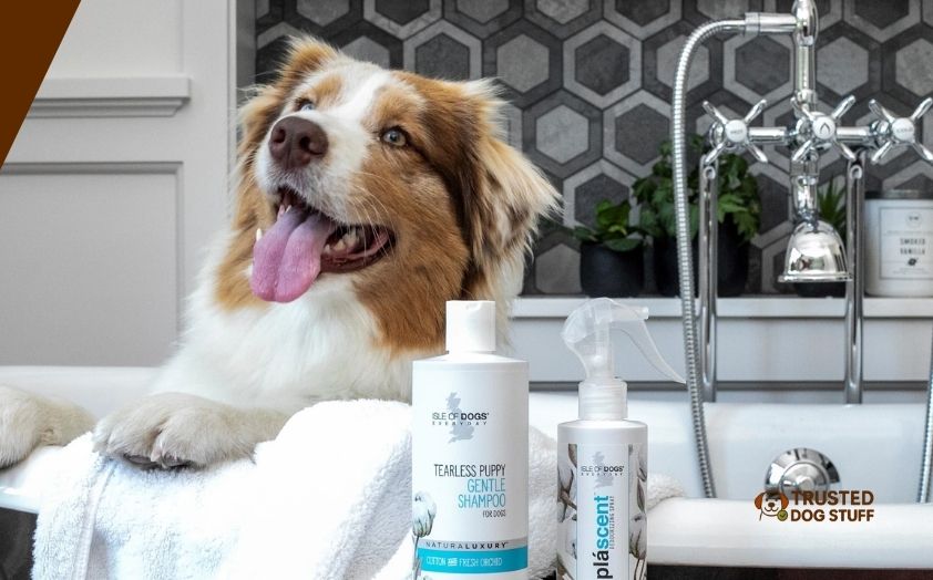 best dog shampoos for itchy skin