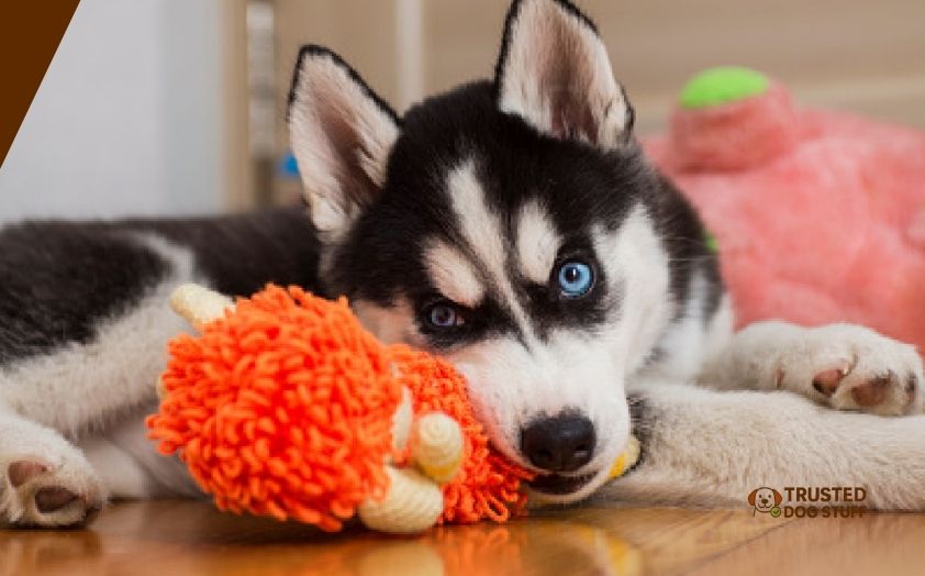 best dog toys for siberian huskies
