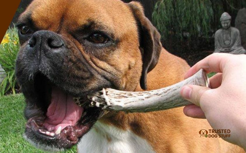 best dog treats for boxers
