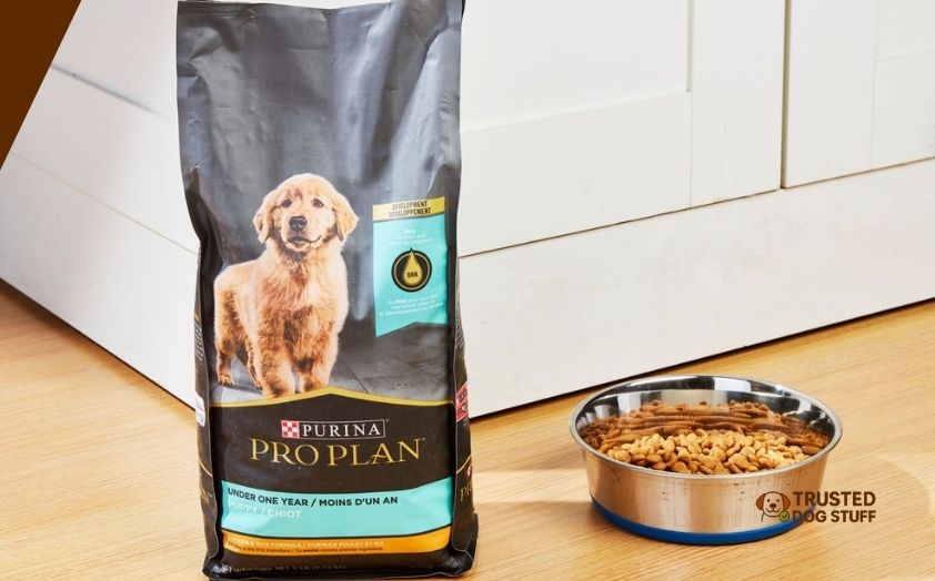 best dry dog foods for labradoodles