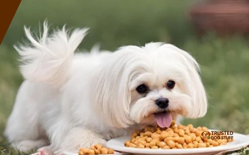 best dry dog foods for maltese