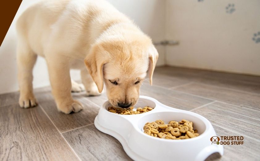 best dry dog foods for mini goldendoodles