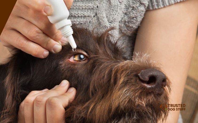 best eye drops for dog allergies