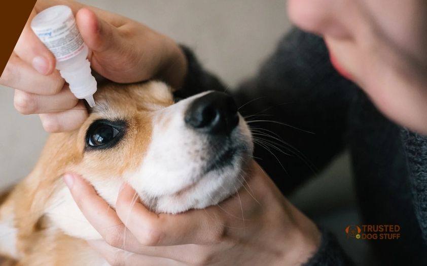 best eye drops for pannus in dogs