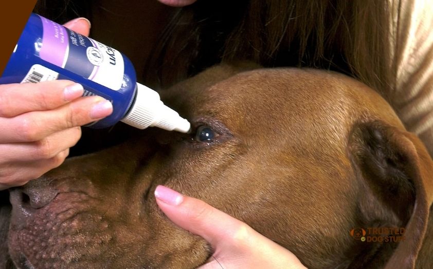 best eye washes for dogs