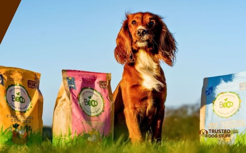 best grain-free dog foods for senior dogs
