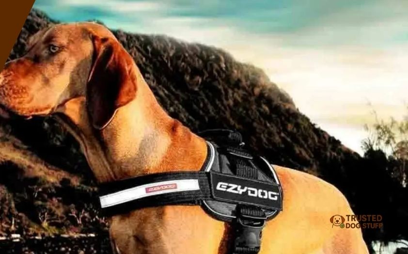 best hiking harnesses for dogs