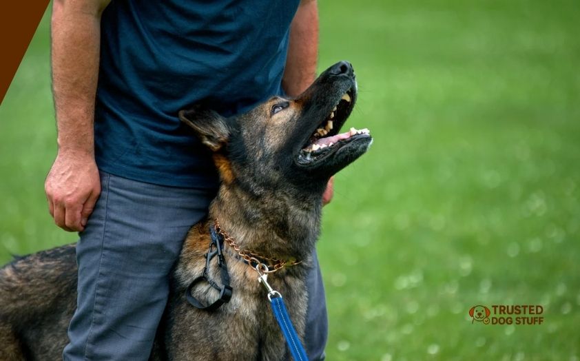 best prong collars for dogs