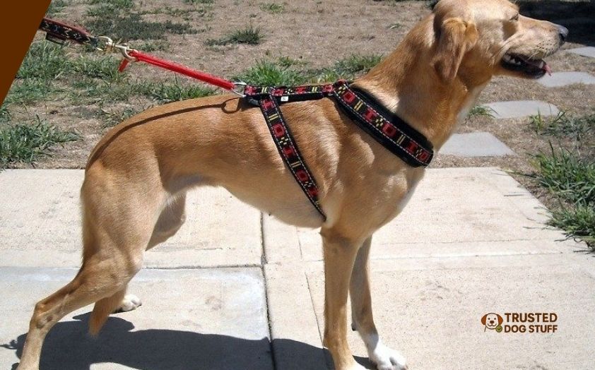 best running harness for dogs