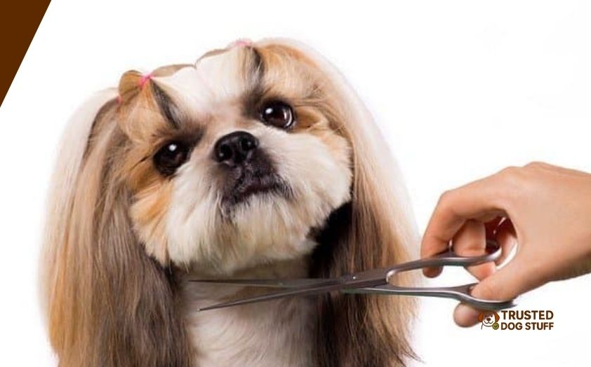 best scissors for cutting dog hair
